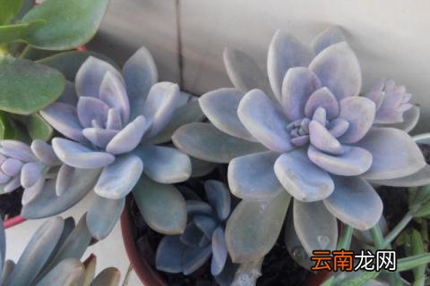 冬美人怎样养出果冻色