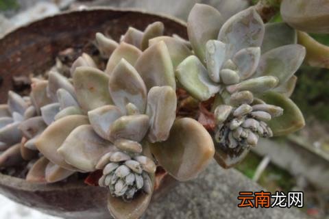 冬美人怎样养出果冻色