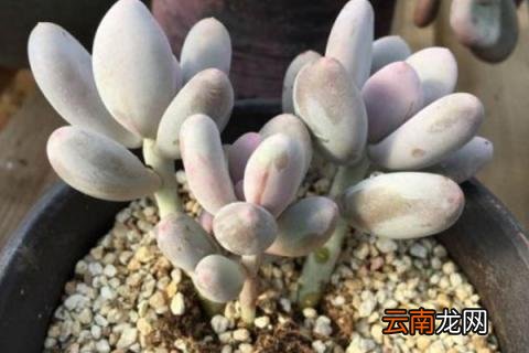 多肉浇水方法