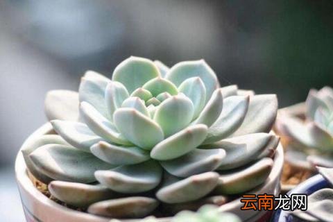 多肉浇水方法