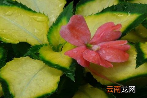 非洲凤仙的养殖方法和注意事项