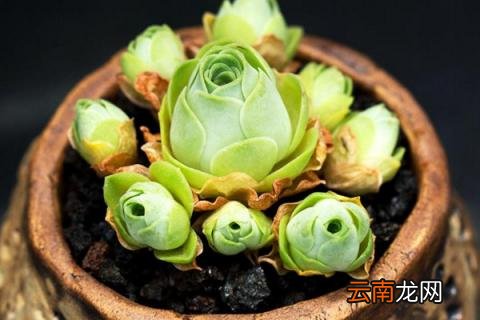 多肉玫瑰怎么养