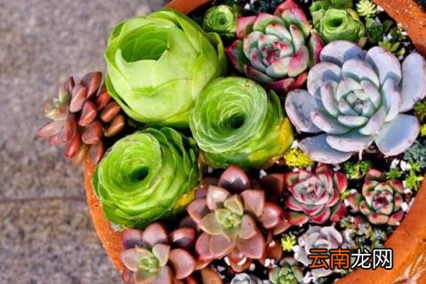 多肉玫瑰怎么养