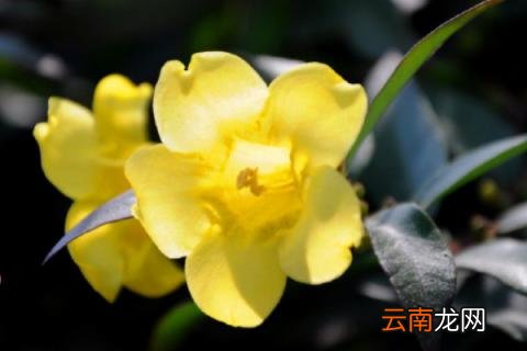 法国香水茉莉花栽植技术