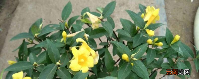 法国香水茉莉花栽植技术