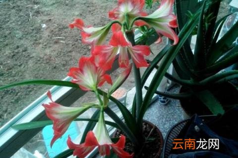 对兰怎么养