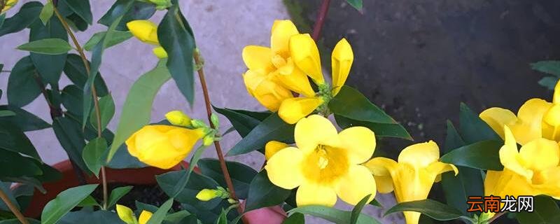 法国香水花怎么养