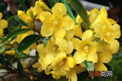 法国香水花怎么养