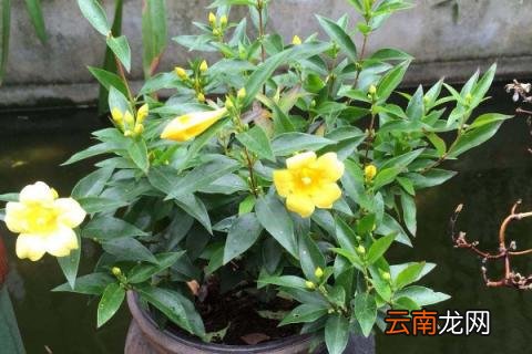 法国香水花怎么养