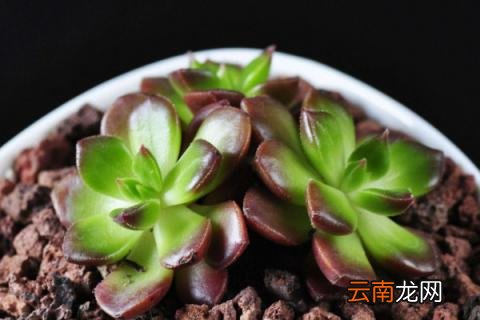多肉植物怎么养护