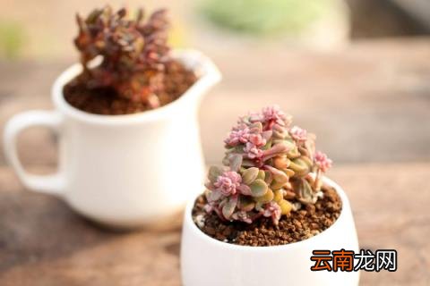 多肉植物怎么养护