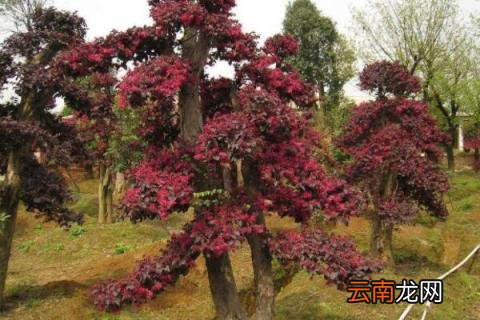 红花继木的养殖方法和注意事项