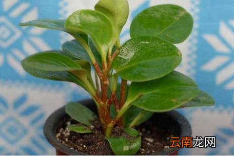 豆瓣绿怎么繁殖