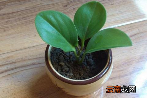 豆瓣绿怎么繁殖