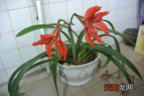 对对红怎么养