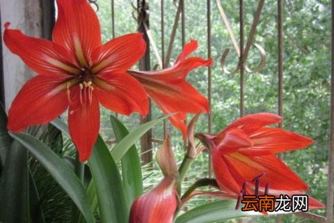 对对红怎么养