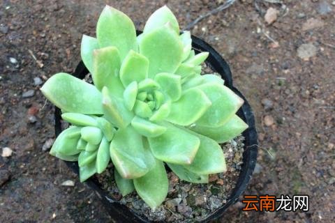 多肉怎么种植步骤