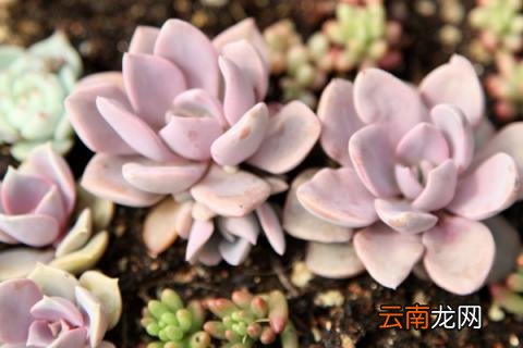 多肉怎么种植步骤