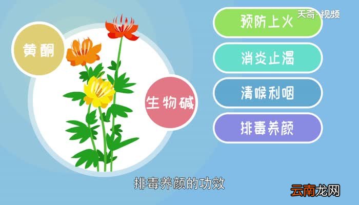 金莲花的功效与作用 喝金莲花有什么好处