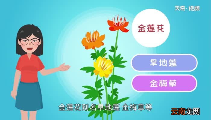 金莲花的功效与作用 喝金莲花有什么好处