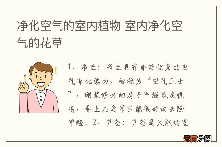 净化空气的室内植物 室内净化空气的花草