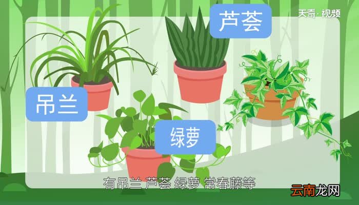 净化空气的室内植物 室内净化空气的花草