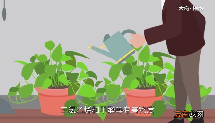 净化空气的室内植物 室内净化空气的花草