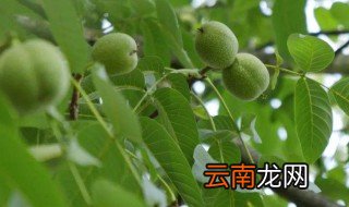 青核桃怎样保鲜 青核桃保存方法