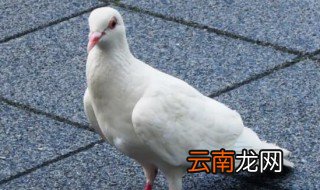 鸽子的保存方法,鸽子怎样放、保存时间长
