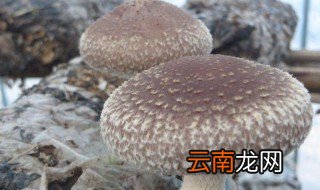 香菇正确浇水的方法 香菇浇水的方法有哪些