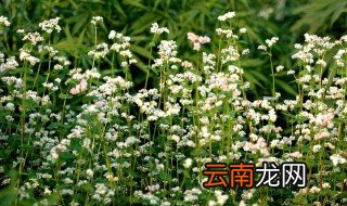 荞麦收割最佳方法 荞麦收割的方法
