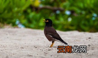 两只八哥放一个笼子里可以吗 八哥鸟一个笼子养两个可以吗?