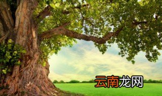 白枣树的养殖方法和注意事项 种枣树注意事项