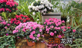 各种花卉养殖方法和注意 养殖花卉的注意事项