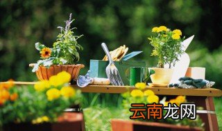 南阳台适合养什么植物 阳台适合养什么植物风水好