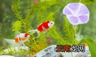 50cm裸缸适合养什么鱼 60cm裸缸适合养什么鱼