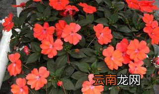 凤仙花可以放在客厅吗 凤仙花放卧室可以吗