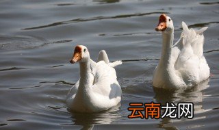 鹅养殖注意事项 鹅的养殖技术及方法