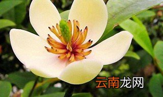 含笑花苗的养殖方法和注意事项
