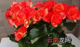 丽海棠花养殖注意事项 丽格海棠花的养殖方法