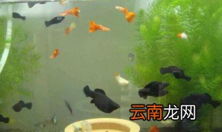 黑玛丽养殖注意什么 黑玛丽的养殖方法和注意事项