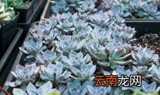 蓝石莲养殖方法与注意事项 蓝石莲用什么盆栽合适