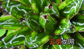 雪之花的养殖方法和注意事项 雪绒花的养殖方法和注意事项