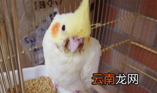 玄凤养殖方法及注意事项 养玄凤鸟的注意事项