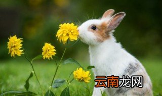 兔子的养殖技术方法和注意事项