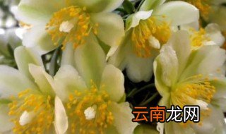 怎样种植和养护叶仙 叶仙花养殖方法和注意事项