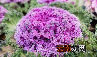 甘蓝的养殖方法和注意事项 甘蓝花养殖注意事项