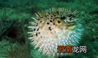 魔鬼刀养殖方法和注意事项，魔鬼刀可以混养吗