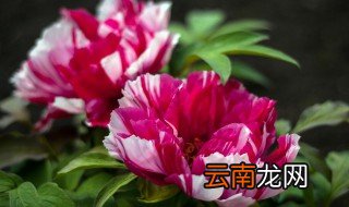 深圳家里适合种什么花 深圳适合养什么花