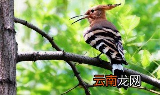 啄木鸟的养殖方法和注意事项 啄木鸟饲养方法